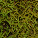 ropelike-moss-Nothofagus-beech-forest-Bealeys-Valley-Arthurs-Pass-2013-06-14-IMG 8238