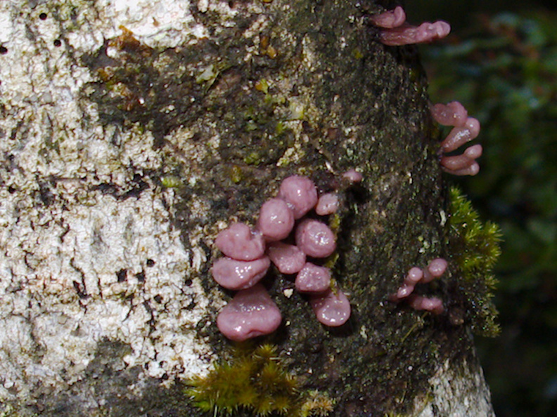 tiny-purple-bracket-fungi-Nothofagus-beech-forest-Bealeys-Valley-Arthurs-Pass-2013-06-14-IMG_1516.jpg