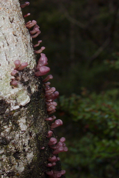 tiny-purple-bracket-fungi-Nothofagus-beech-forest-Bealeys-Valley-Arthurs-Pass-2013-06-14-IMG_1518.jpg