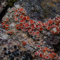 white-and-red-crustose-lichen-Lake-Pearson-Rte-73-2013-06-15-IMG 1619