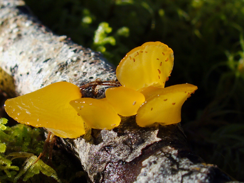 yellow-bracket-mushroom-Nothofagus-beech-forest-Bealeys-Valley-Arthurs-Pass-2013-06-14-IMG_1494.jpg