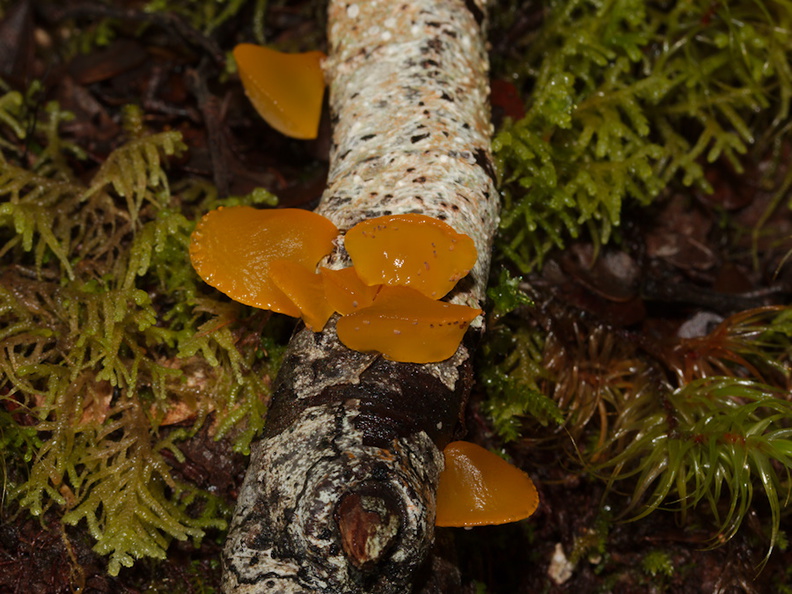 yellow-jelly-mushroom-Nothofagus-beech-forest-Bealeys-Valley-Arthurs-Pass-2013-06-14-IMG_8199.jpg