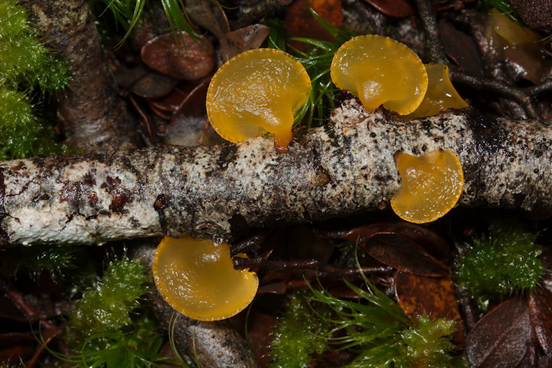 yellow-jelly-mushroom-Nothofagus-beech-forest-Bealeys-Valley-Arthurs-Pass-2013-06-14-IMG_8202.jpg