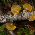 yellow-jelly-mushroom-Nothofagus-beech-forest-Bealeys-Valley-Arthurs-Pass-2013-06-14-IMG 8202