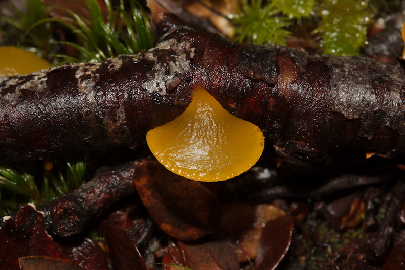 yellow-jelly-mushroom-Nothofagus-beech-forest-Bealeys-Valley-Arthurs-Pass-2013-06-14-IMG_8203.jpg