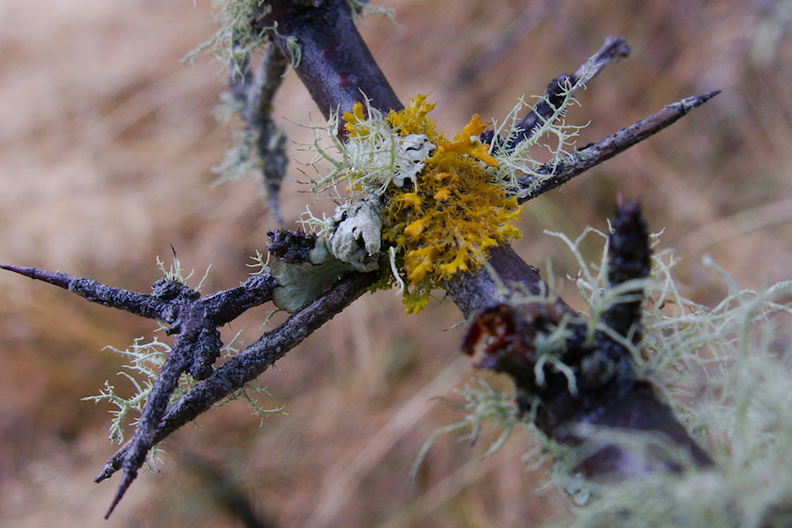 yellow-lichen-Lake-Pearson-Rte-73-2013-06-15-IMG_1625.jpg
