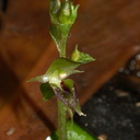 Acianthus-sinclairii-mosquito-orchid-Ecology-Walk-Tawharanui-2013-07-07-IMG 9111