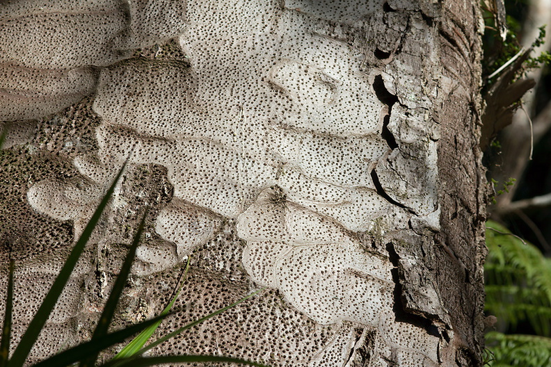 Agathis-australis-kauri-bark-Arataki-Nature-Walk-Waitakere-20-07-2011-IMG_3082.jpg