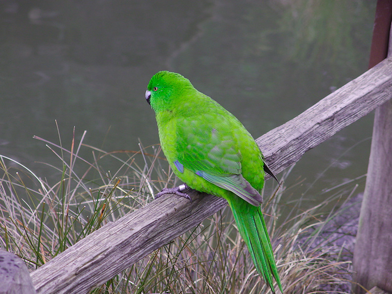 Antipodes-Island-parakeet-kakariki-Auckland-Zoo-2013-07-24-IMG_2888.jpg