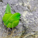 Antipodes-Island-parakeet-kakariki-Auckland-Zoo-2013-07-24-IMG 2893