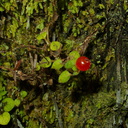 Coprosma-sp-red-berry-Waharau-Reserve-2013-07-02-IMG 2207