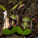 Corybas-trilobus-spider-orchid-Ecology-Walk-Tawharanui-2013-07-07-IMG 9140