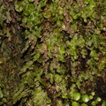 Hymenophyllum-filmy-fern-Upper-Nihotupu-track-22-07-2011-IMG_3163.jpg