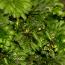 Hypopterygium-sp-true-umbrella-moss-Perimeter-Track-Wenderholm-ARC-Reserve-2013-07-20-IMG 9515