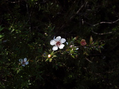 Leptospermum-scoparium-manuka-flower-Rangitoto-summit-26-07-2011-IMG 9519