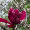 Magnolia-cv-Vulcan-Ayrlies-Garden-Auckland-2013-07-03-IMG_8804.jpg