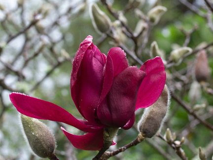 Magnolia-cv-Vulcan-Ayrlies-Garden-Auckland-2013-07-03-IMG 8804