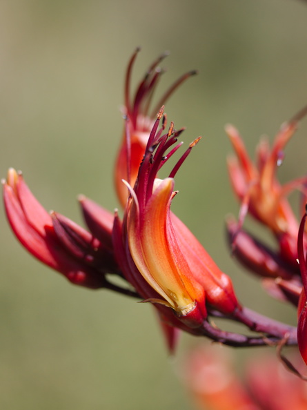 Phormium-tenax-New-Zealand-flax-flowers-Tiritiri-Track-Shakespear-Regional-Park-2015-11-13-IMG_2561.jpg
