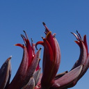 Phormium-tenax-New-Zealand-flax-flowers-Tiritiri-Track-Shakespear-Regional-Park-2015-11-13-IMG 6380