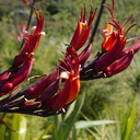 Phormium-tenax-New-Zealand-flax-flowers-Tiritiri-Track-Shakespear-Regional-Park-2015-11-13-IMG 6385