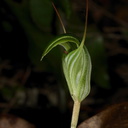 Pterostylis-sp-greenhood-orchid-Ecology-Walk-Tawharanui-2013-07-07-IMG 9148