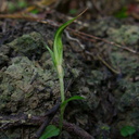 Pterostylis-sp-in-bud-greenhood-orchid-Ecology-Walk-Tawharanui-2013-07-07-IMG 2466