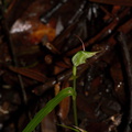 Pterostylis-sp2-greenhood-orchid-Warkworth-Kauri-Reserve-03-07-2011-IMG_2739.jpg