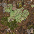 Riccia-sp-thallose-liverwort-Rangitoto-summit-26-07-2011-IMG_3239.jpg