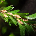Tmesipteris-lanceolata-fork-fern-mature-sporangia-Arataki-Nature-Walk-Waitakere-20-07-2011-IMG_9365.jpg