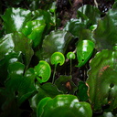 Trichomanes-reniforme-young-kidney-fern-leaves-in-glade-Rangitoto-26-07-2011-IMG 9480