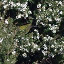 bellbirds-on-flowering-manuka-Leptospermum-Tokatu-Point-Tawharanui-2013-07-07-IMG 9073