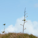bellbirds-on-flowering-manuka-Leptospermum-Tokatu-Point-Tawharanui-2013-07-07-IMG 9075