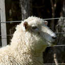 curious-sheep-North-Coast-Walk-Tawharanui-2013-07-07-IMG 9103