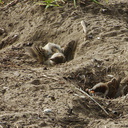 dustbathing-sparrows-near-campsite-Wenderholm-ARC-Reserve-2013-07-20-IMG 2772