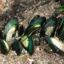 green-lipped-mussels-Te-Haruhi-Bay-Tiritiri-Track-Shakespear-Park-Auckland-2013-07-05-IMG 8882