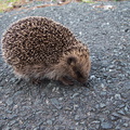 hedgehog-on-Pakiri-Rd-near-Pakiri-03-07-2011-IMG_9083.jpg