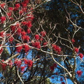 indet-red-berried-tree-on-Mt-Eden-Park-Auckland-24-07-2011-IMG_9536.jpg