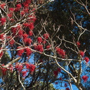 indet-red-berried-tree-on-Mt-Eden-Park-Auckland-24-07-2011-IMG 9536