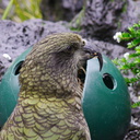 kea-parrot-Auckland-Zoo-2013-07-24-IMG 2861