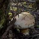 large-gill-mushroom-Ecology-Walk-Tawharanui-2013-07-07-IMG 2445