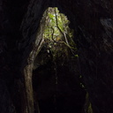 lava-caves-Rangitoto-2015-11-29-IMG 6428