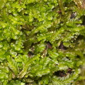leafy-liverwort-Mt-Eden-Auckland-28-05-2011-IMG_2152.jpg
