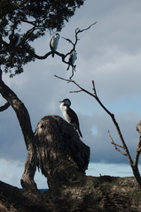 pied-shag-roosting-Shakespear-Park-2015-08-08-IMG 1162