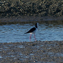pied-stilts-Miranda-Shorebirds-Reserve-02-07-2011-IMG 2680