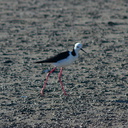pied-stilts-Miranda-Shorebirds-Reserve-02-07-2011-IMG 2709
