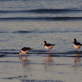 pied-stilts-Rays-Rest-Miranda-Bird-Reserve-2013-07-01-IMG_8698.jpg