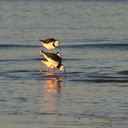 pied-stilts-Rays-Rest-Miranda-Bird-Reserve-2013-07-01-IMG 8714