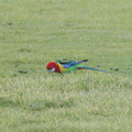 rosella-parrots-at-campsite-West-End-Track-Tawharenui-2013-07-06-IMG 9019
