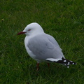 seagull-smaller-gray-and-white-Gulf-Harbour-Marina-Shakespear-20-07-2011-IMG_9348.jpg