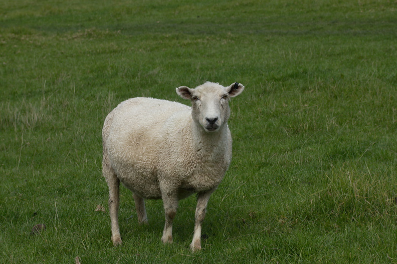 sheep-Heritage-Track-Shakespear-Park-Auckland-2013-07-04-IMG_8840.jpg
